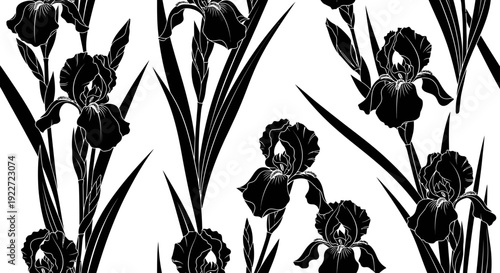 Black Iris Flowers Close Up View.