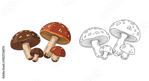 Group of forest mushrooms including amanita species shown in vibrant colors alongside a detailed black and white line art sketch for coloring.