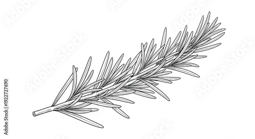 Detailed black and white line art sketch of a single fresh rosemary herb sprig featuring its characteristic needle-like leaves and textured stem.