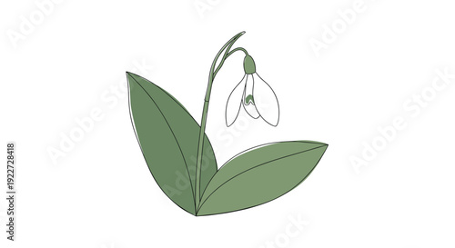 Delicate snowdrop flower illustration with a single white bell shaped bloom hanging from a green stem between two large pointed leaves.