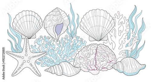 Detailed marine life illustration featuring various seashells, coral branches, a brain coral, a starfish, and seaweed in light blue and pink tones.