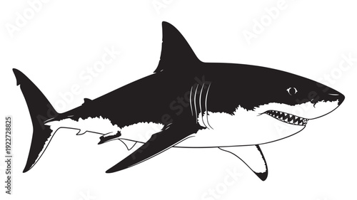 Great white shark black and white vector illustration