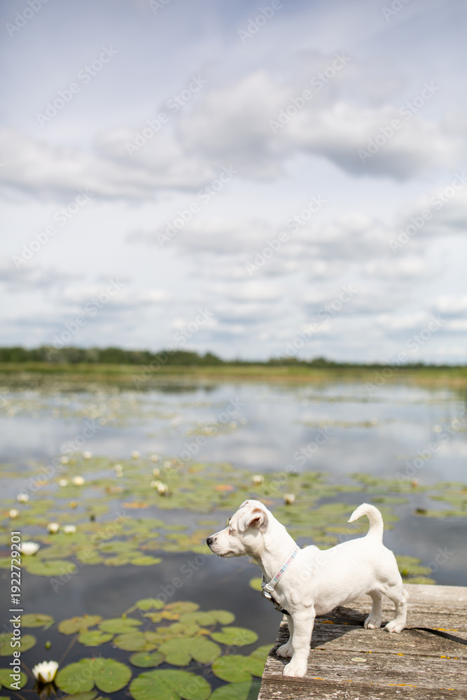 Fototapeta premium Jack Russell Terrier standing on pier looking into distance