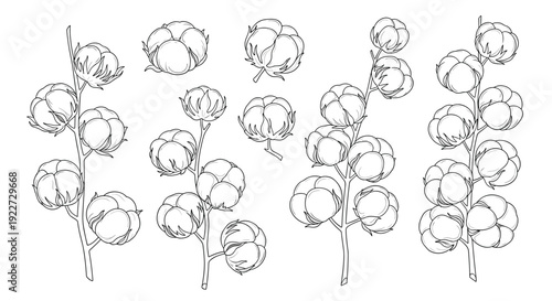 Botanical illustration collection featuring various cotton plant branches with soft white bolls and individual cotton seeds in black line art.