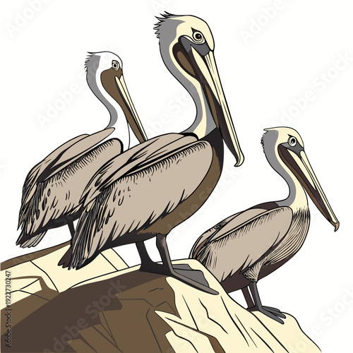 Three pelicans perched on a rocky outcrop