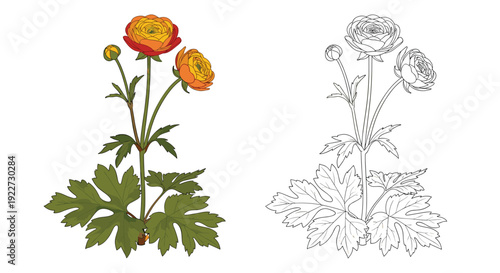 Beautiful buttercup or ranunculus flower with orange petals shown in a colored version and a detailed line art outline.