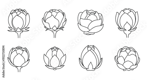 Collection of different flower bud stages and varieties shown in a simple black and white outline for botanical design.