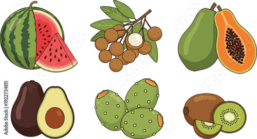 Fresh Tropical Fruit Collection Featuring Watermelon, Papaya, Avocado, Kiwi, Longan, and Prickly Pear in Hand Drawn Style for Healthy Food Designs