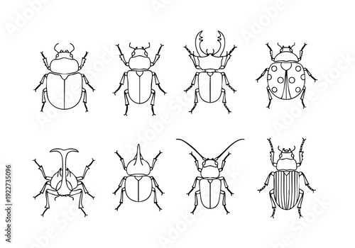Outline Artistic Detailed Beetle Insect Collection Graphic Hand Drawn Illustration