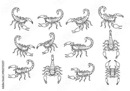 Detailed Handdrawn Multiple Angle Scorpion Insect Design Illustration Animal