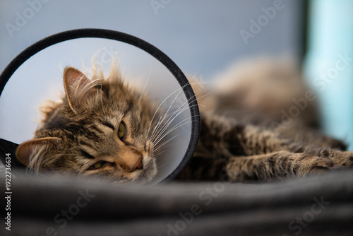 Tabby cat wearing plastic protective Elizabethan collar after surgery recovery