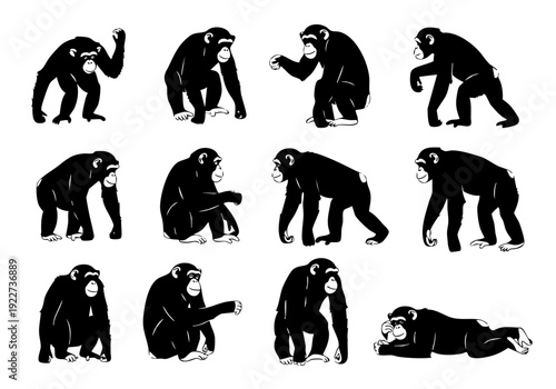 Silhouette Set of Chimpanzee Monkey in Different Poses Isolated on White Background