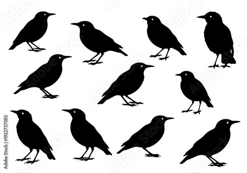 Black Silhouette Starlings Collection in Various Poses, Isolated Bird Illustration