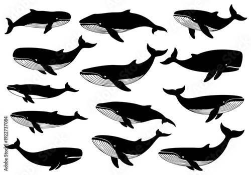 Fotografia Engraved Collection of Various Whale Illustration in Different Poses Marine Life