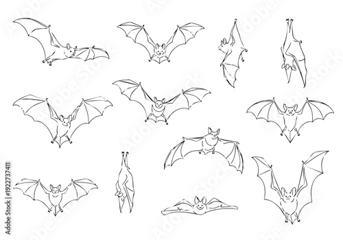 Line Art Detailed Bat Flying and Hanging Pose Illustration