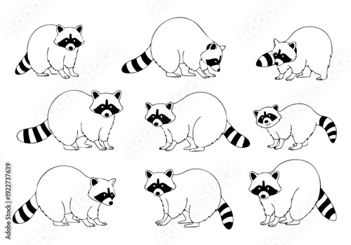 Simple Handdrawn Various Raccoon Poses Wildlife Illustration