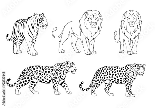Detailed Outline Illustration of Wild Big Cat Animal Collection Design