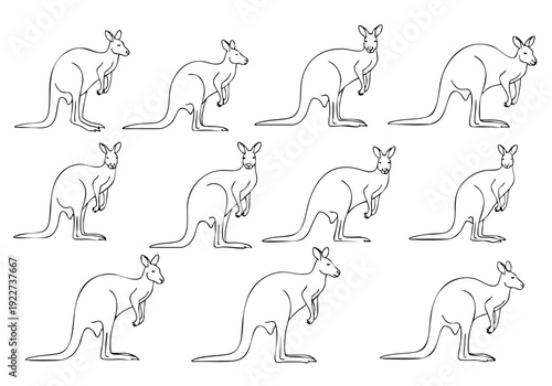 Minimalist Outline Drawing Kangaroo Wallaby Animal Mammal Wildlife Illustration