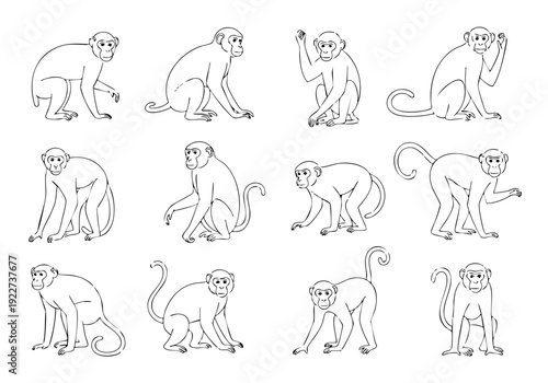 Handdrawn Doodle Monkey Different Poses Variety Illustration Animal Set