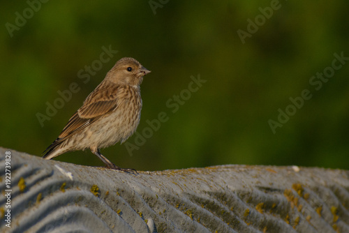 linnet on a fence