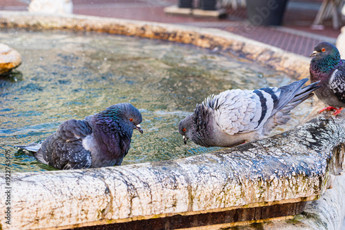 Pigeons Bathing in the Historic Contarini Fountain of Bergamo Italy