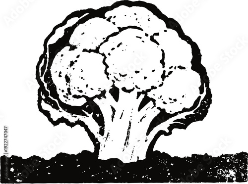 broccoli vegetable growing in soil black and white vintage engraving illustration