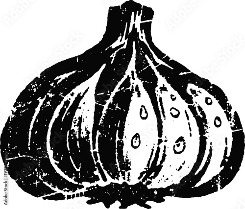 Whole garlic bulb with separated cloves illustration in black and white vintage