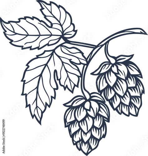 hop plant illustration with detailed cone flowers and leaves, botanical herbal design