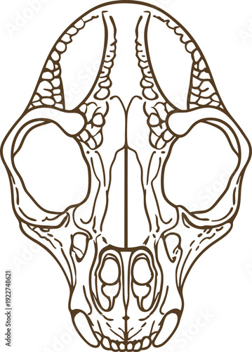 animal skull line art detailed mammal head bone illustration with eye sockets and nasal cavity anatomical pet skeleton drawing