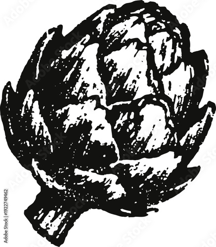 Vintage artichoke illustration with detailed leaves and textured shading design