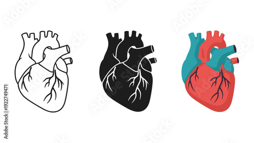 Anatomy of the human heart in different colors Vector