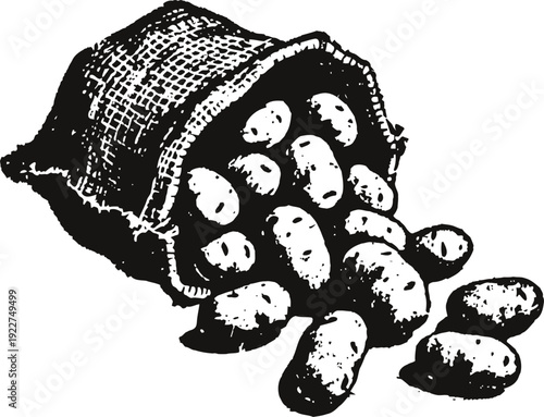Burlap sack spilling raw potatoes vintage engraved illustration of agricultural harvest and farm produce