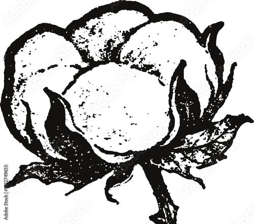 Cotton boll plant black and white illustration with detailed leaves and fiber segments