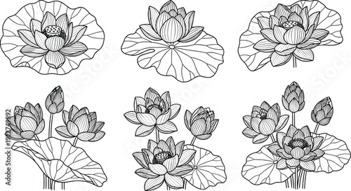 WebLotus flower vector set with water lily blossoms, buds, and leaves in hand drawn line art style on white background