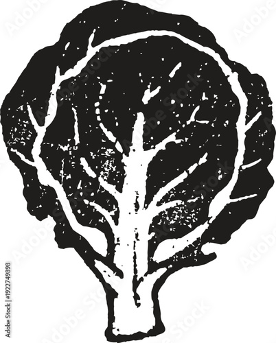 Black and white illustration of leafy vegetable cabbage head with textured details on white background