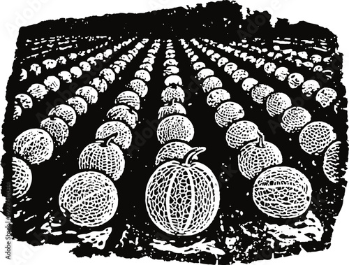 Rows of melons growing in a field with a textured silhouette effect, agricultural plantation landscape