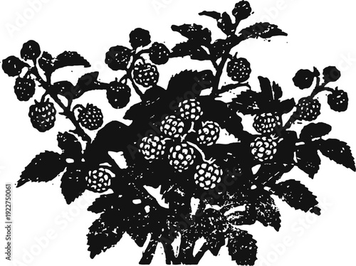 Black and white drawing of a blackberry bush with ripe berries and leaves
