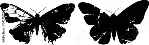 Silhouettes of two butterflies with damaged wings showing detailed wing patterns and shapes