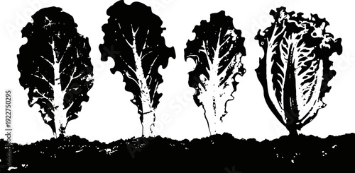 Silhouette of four leafy plants growing in soil, natural garden foliage, organic vegetable growth