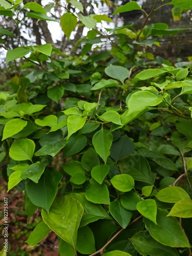 Wallpaper Mural otanical Aesthetic Background – Trendy Green Plant Composition Torontodigital.ca