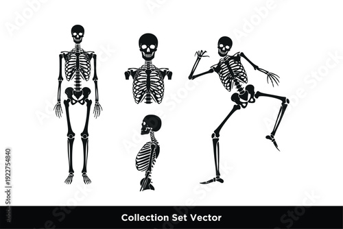 Set of Human Skeleton Silhouettes in Active and Standing Poses