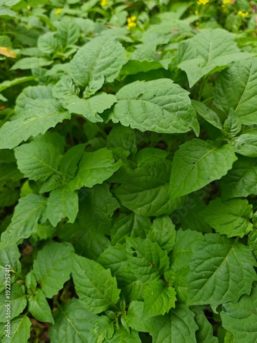 Wallpaper Mural Spring Garden with Fresh Vegetables – Natural Farming Scene Torontodigital.ca