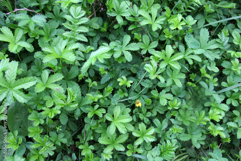 Fototapeta premium Creeping cinquefoil (Potentilla reptans) grows in nature