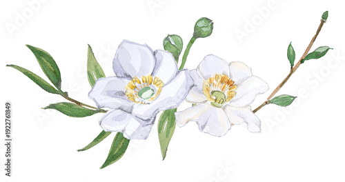 Hand-painted watercolor anemone bouquet.