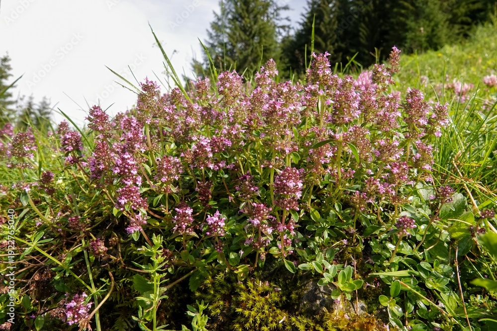 Fototapeta premium Low angle closeup on a group of Wild thyme blooming, Thymus vulgaris in the Austrian Alps