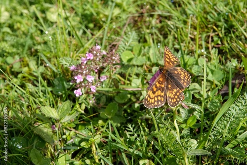 Vibrant European orange and brown fritillary butterfly rest on small purple wildflower amid lush green grass
