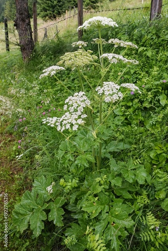 Vertical closeup on a a white flowering cow parsnip or hogweed, Heracleum sphondylium