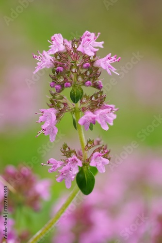 Closeup on a group of Wild thyme blooming, Thymus vulgaris in the Austrian Alps
