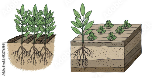 Educational diagram illustrating plant root systems in tilled rows and layered soil profiles, perfect for science textbooks, agricultural studies, and ecological presentations.
