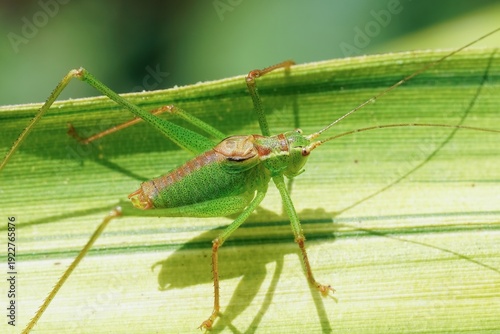 Vibrant Green Katydid Perch on Leaf in Natural Habitat, Macro Close-Up of Insect Camouflage Detail